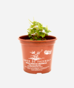 Erva Jabuti (<em>Peperomia pellucida</em>) - Imagem 2