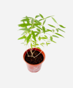 Erva Luisa/Verbena (<em>Aloysia Citrodora</em>) - Imagem 3