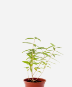 Erva Luisa/Verbena (<em>Aloysia Citrodora</em>)