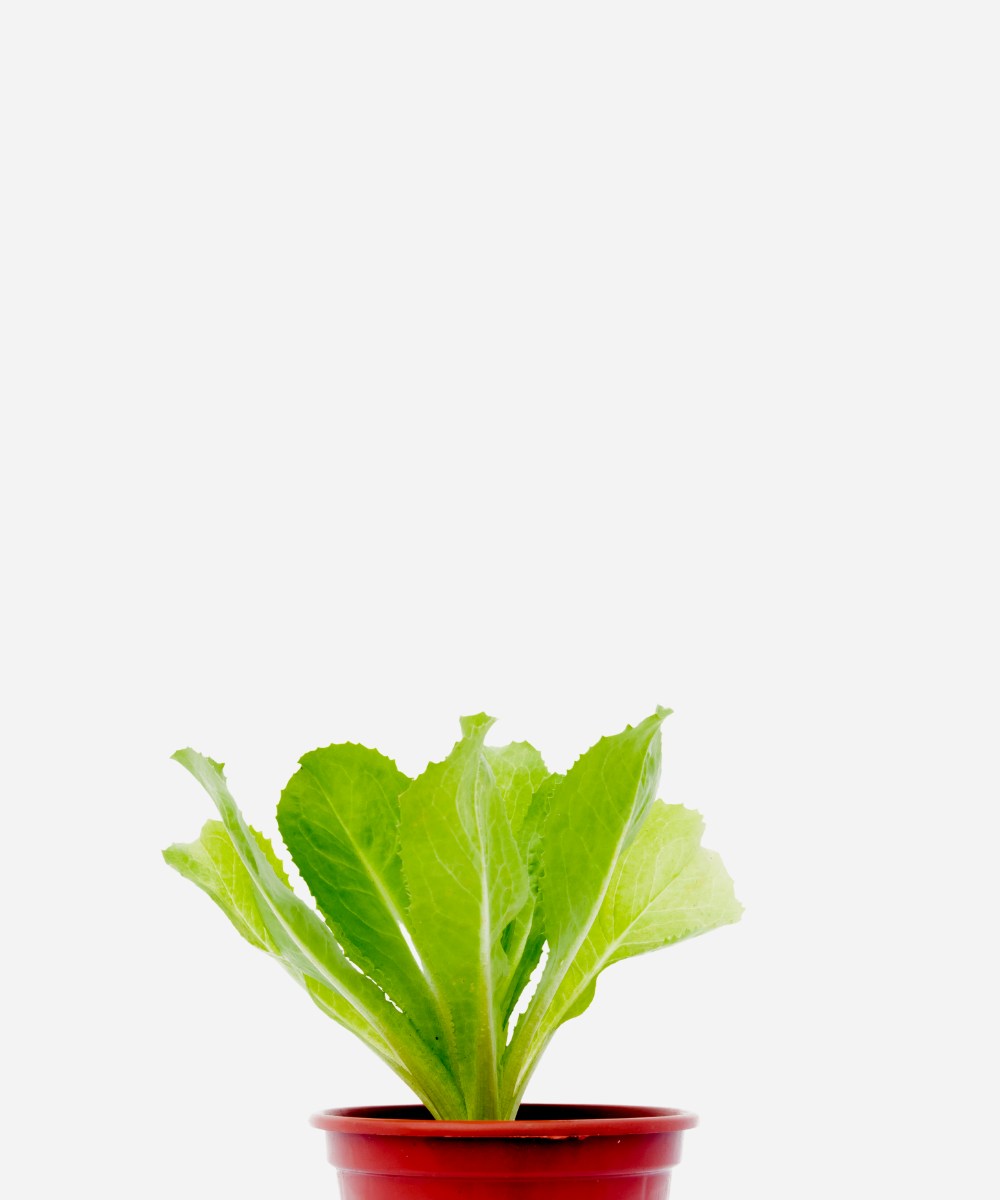 ESCAROLA-CORTE.png Escarola (<em>Cichorium endivia</em>) - Imagem 1