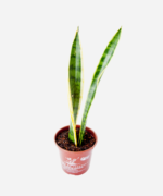 Espada de Santa Bárbara (<em>Dracaena trifasciata</em>) - Imagem 3