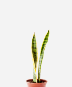 Espada de Santa Bárbara (<em>Dracaena trifasciata</em>)