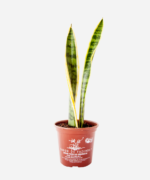 Espada de Santa Bárbara (<em>Dracaena trifasciata</em>) - Imagem 2