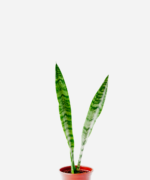 Espada de São Jorge (<em>Dracaena trifasciata</em>)