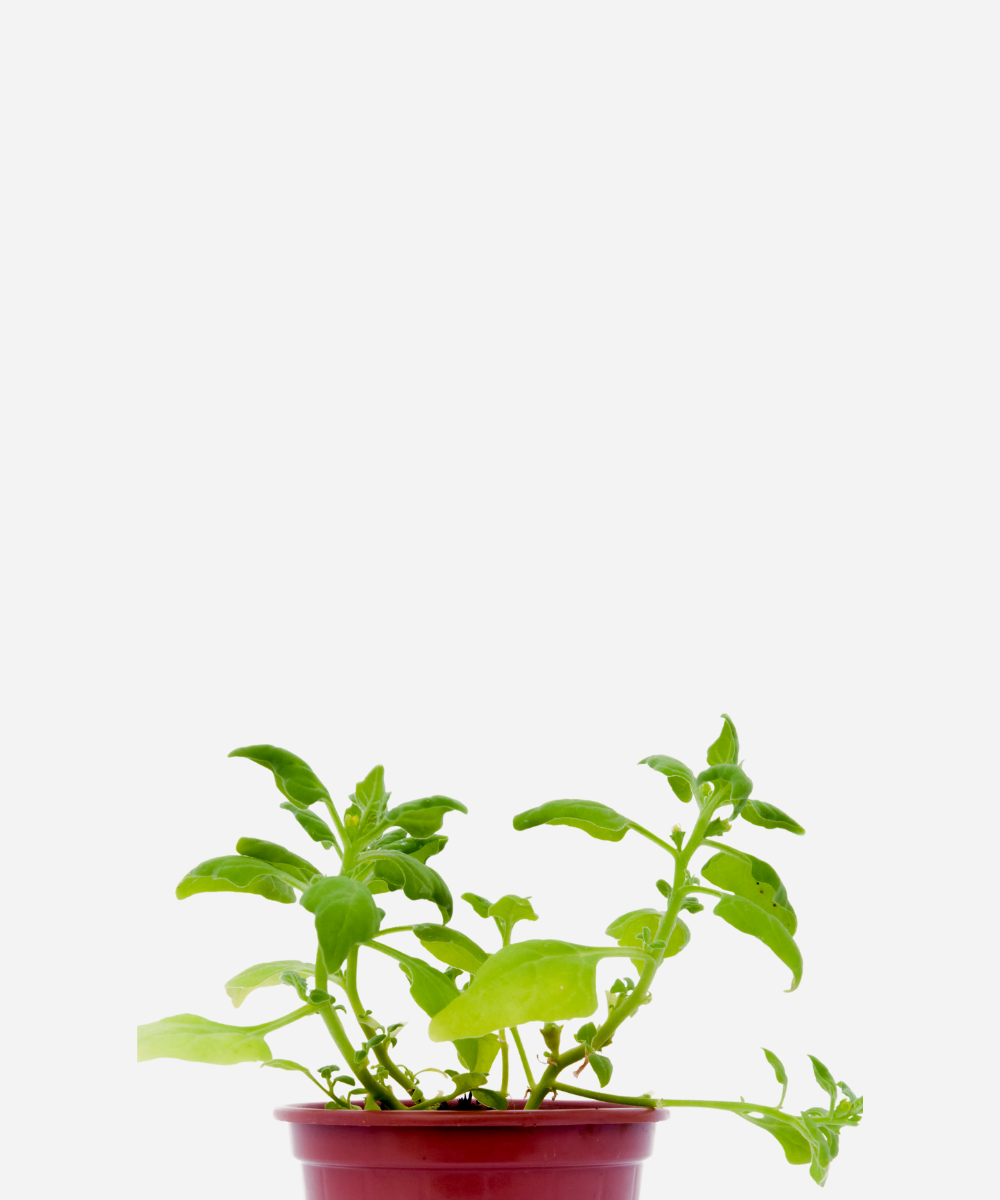 ESPINAFRE-CORTE.png Espinafre (<em>Spinacia oleracea</em>) - Imagem 1