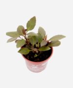 Espinafre Okinawa (<em>Gynura bicolor</em>) - Imagem 3