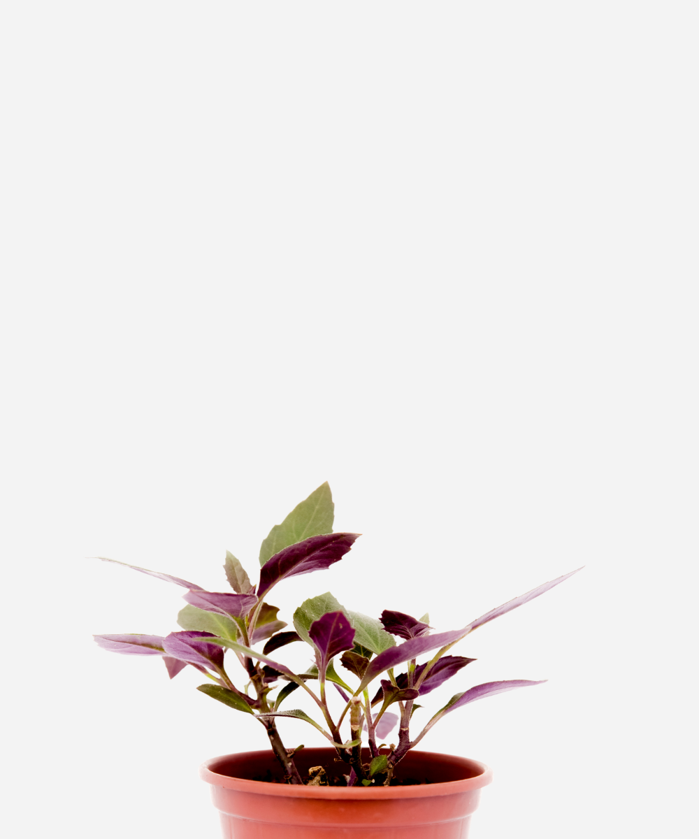 ESPINAFRE-OKINAWA-CORTE.png Espinafre Okinawa (<em>Gynura bicolor</em>) - Imagem 1