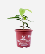 Espinheira Santa (<em>Maytenus truncata</em>) - Imagem 2