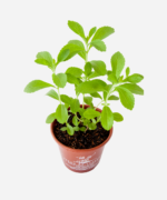 Estévia (<em>Stevia rebaudiana</em>) - Imagem 3