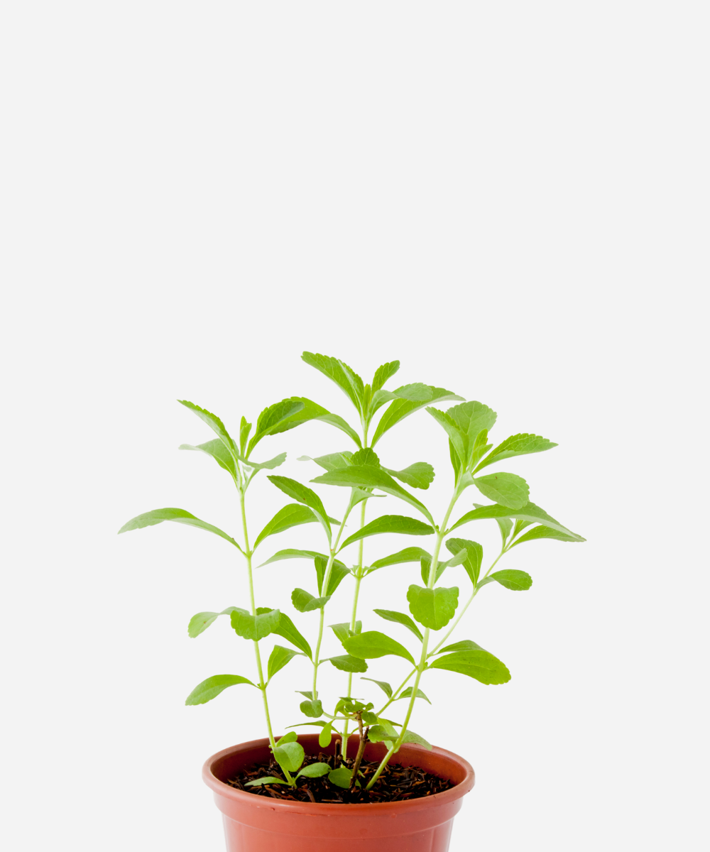 ESTEVIA-CORTE.png Estévia (<em>Stevia rebaudiana</em>) - Imagem 1