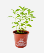 Estévia (<em>Stevia rebaudiana</em>) - Imagem 2