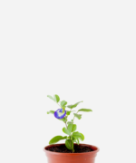 Feijão Borboleta (<em>Clitoria Ternatea</em>)