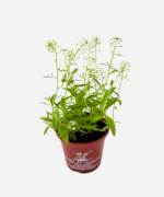 Flor de Mel (<em>Lobularia maritima</em>) - Imagem 3