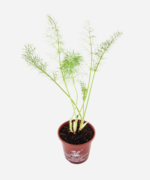 Funcho (<em>Foeniculum vulgare</em>) - Imagem 3