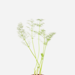 Funcho (<em>Foeniculum vulgare</em>)