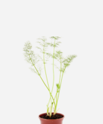 Funcho (<em>Foeniculum vulgare</em>)