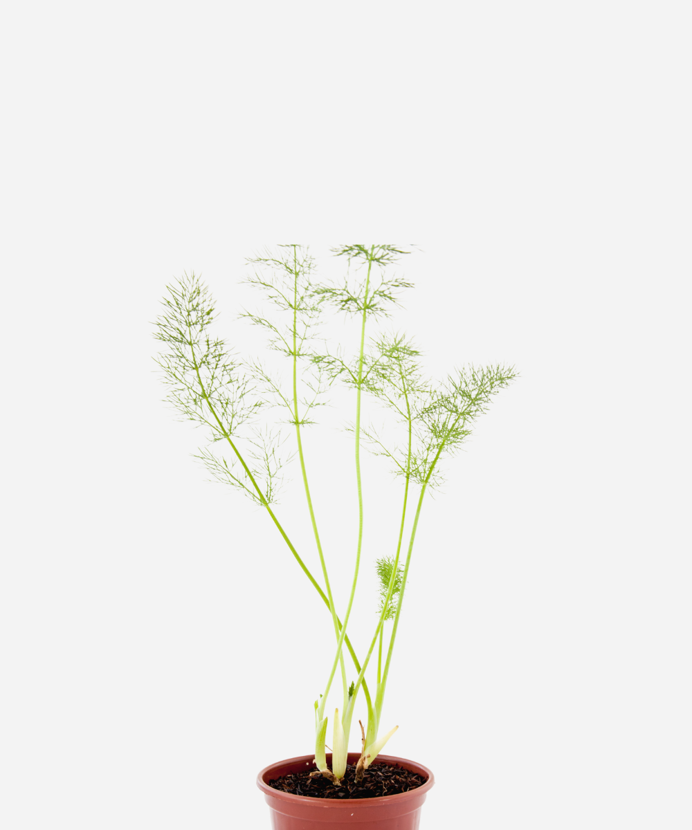 FUNCHO-CORTE.png Funcho (<em>Foeniculum vulgare</em>) - Imagem 1