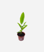 Galangal V15 (<em>Alpinia galanga</em>) - Imagem 3