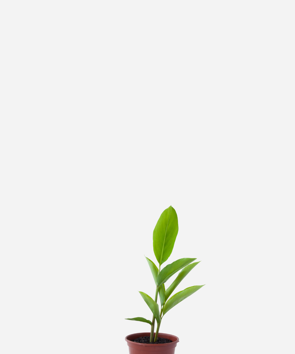 GALANGA-CORTE.png Galangal V15 (<em>Alpinia galanga</em>) - Imagem 1