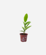 Galangal V15 (<em>Alpinia galanga</em>) - Imagem 2