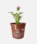 Gazânia (<em>Gazania rigens</em>) - Imagem 2