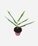 Gengibre (<em>Zingiber officinale</em>) - Imagem 3