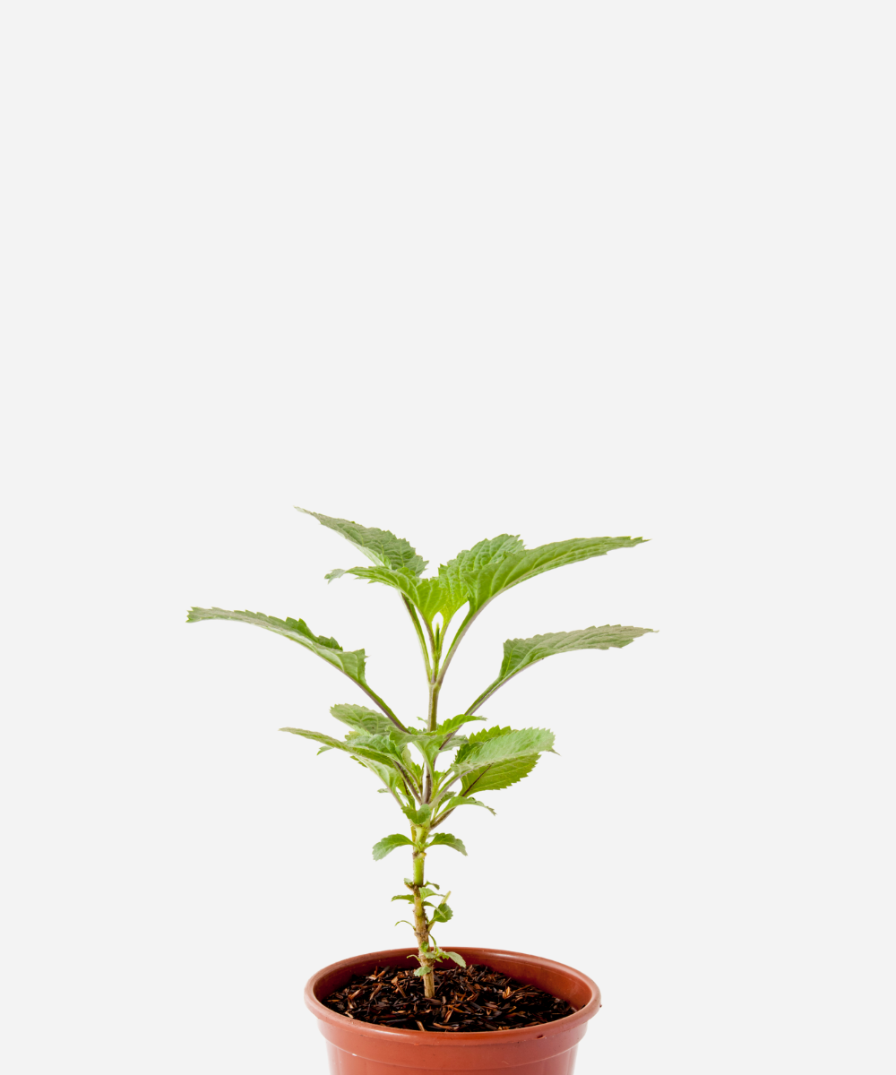 GERVAO-CORTE.png Gervão (<em>Stachytarpheta cayennensis</em>) - Imagem 1