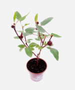 Rosela/Hibisco/Vinagreira (<em>Hibiscus sabdariffa</em>) - Imagem 3