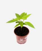 Guaco (<em>Mikania glomerata</em>) - Imagem 3