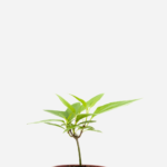 Guaco (<em>Mikania glomerata</em>)