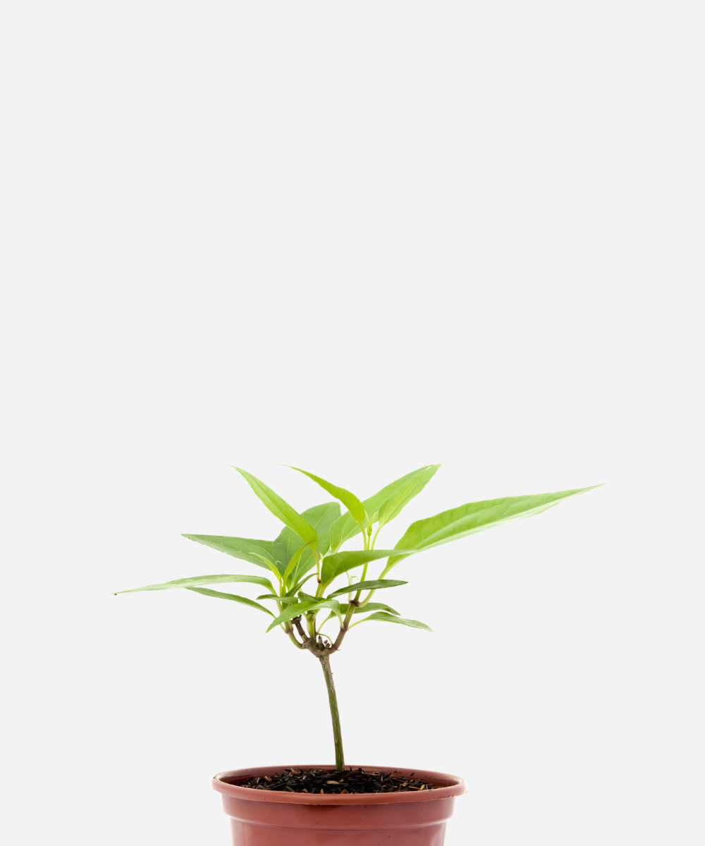 GUACO-CORTE.png Guaco (<em>Mikania glomerata</em>) - Imagem 1