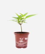 Guaco (<em>Mikania glomerata</em>) - Imagem 2