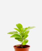 Guiné (<em>Petiveria alliacea</em>)