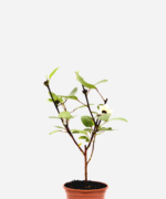 Rosela/Hibisco/Vinagreira (<em>Hibiscus sabdariffa</em>)