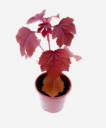Rosela/Hibisco/Vinagreira Roxo (<em>Hibiscus acetosella</em>) - Imagem 3