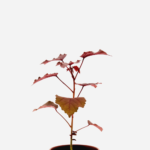 Rosela/Hibisco/Vinagreira Roxo (<em>Hibiscus acetosella</em>)
