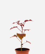 Rosela/Hibisco/Vinagreira Roxo (<em>Hibiscus acetosella</em>)