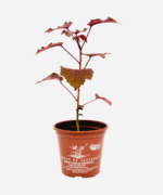 Rosela/Hibisco/Vinagreira Roxo (<em>Hibiscus acetosella</em>) - Imagem 2