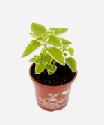 Hortelã Branca (<em>Plectranthus</em> sp.) - Imagem 3
