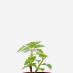 Hortelã Branca (<em>Plectranthus</em> sp.)