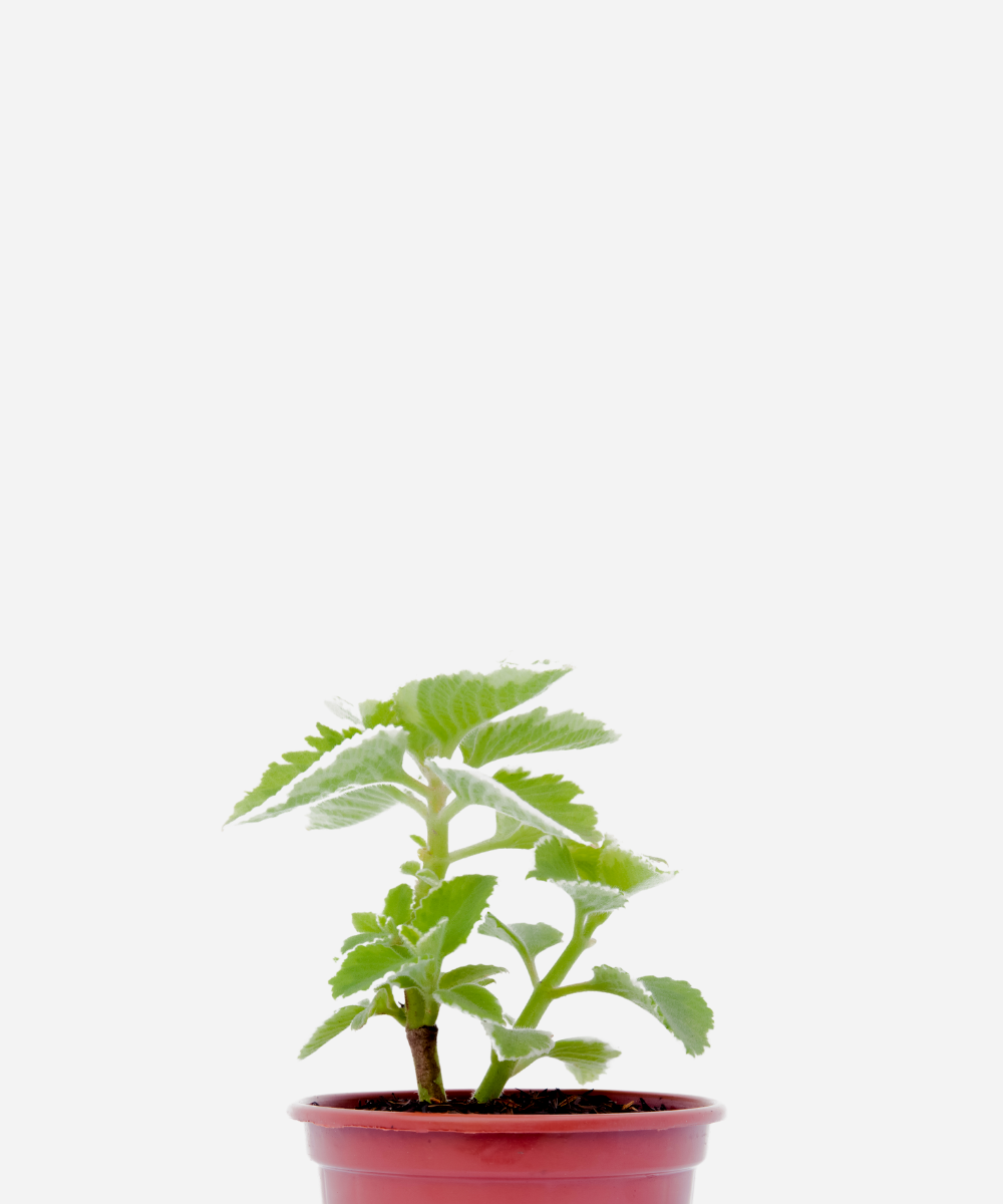HORTELA-BRANCA-CORTECIMA.png Hortelã Branca (<em>Plectranthus</em> sp.) - Imagem 1