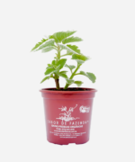 Hortelã Branca (<em>Plectranthus</em> sp.) - Imagem 2