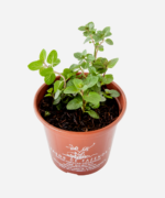Hortelã Chocolate (<em>Mentha x piperita</em> 'Chocolate') - Imagem 3