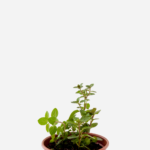 Hortelã Chocolate (<em>Mentha x piperita</em> 'Chocolate')