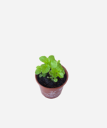 Hortelã  (<em>Mentha</em> sp.) - Imagem 3
