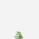 Hortelã  (<em>Mentha</em> sp.)