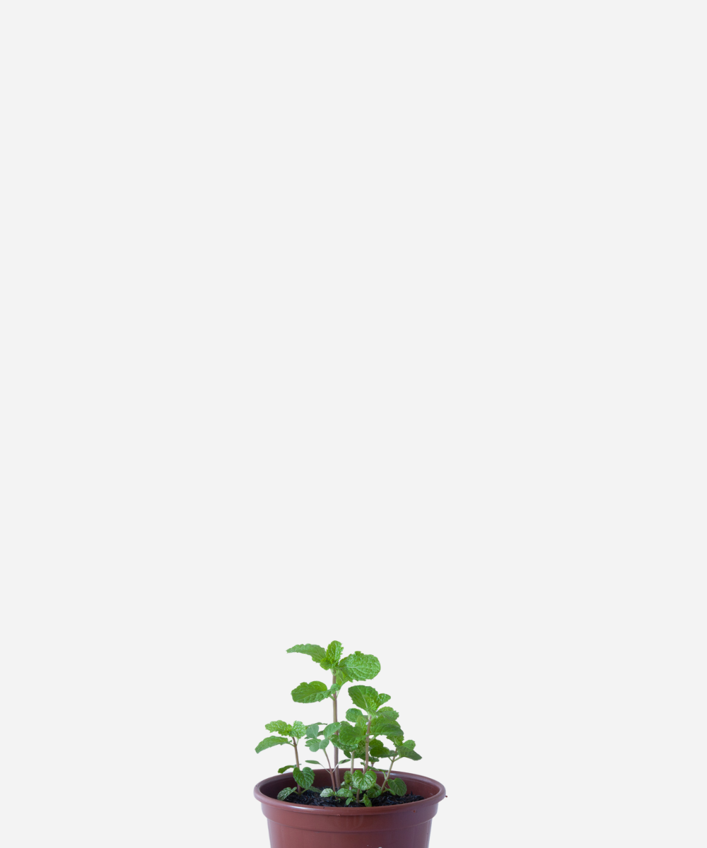 HORTELA-COMUM-CORTE-1.png Hortelã (<em>Mentha</em> sp.) - Imagem 1