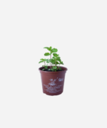Hortelã  (<em>Mentha</em> sp.) - Imagem 2