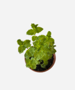 Hortelã Crespa (<em>Mentha spicata var. crispa</em>) - Imagem 3