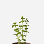 Hortelã Crespa (<em>Mentha spicata var. crispa</em>)